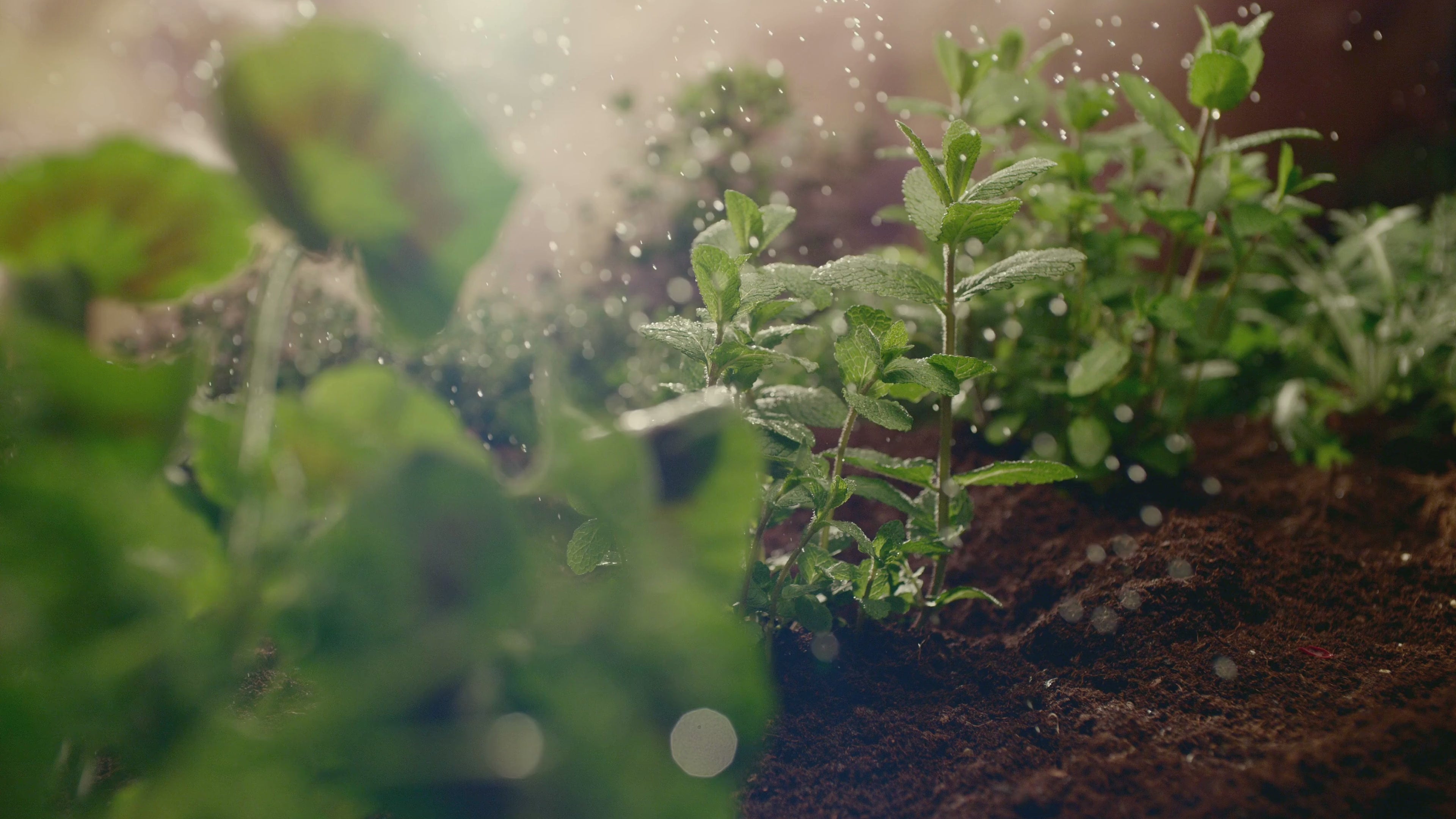 Charger la vidéo : 